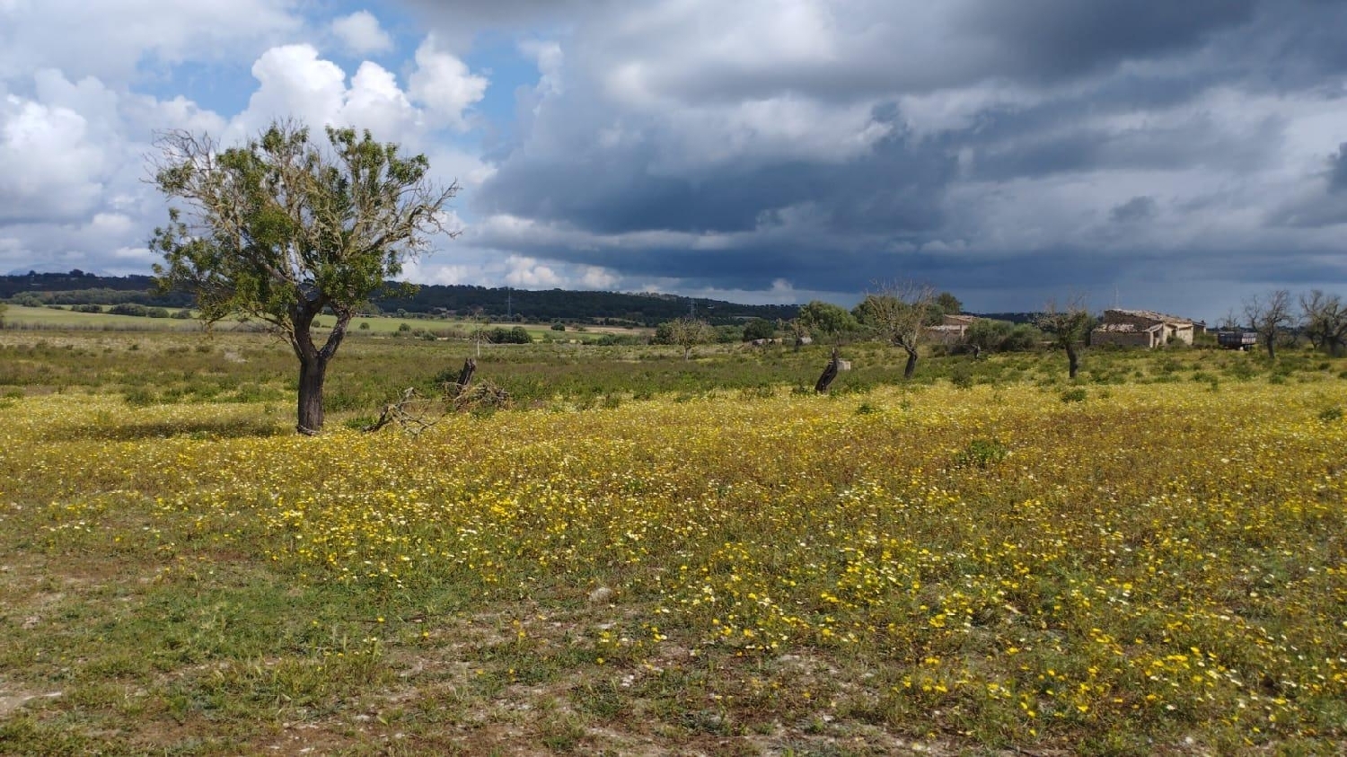  till salu hus Sineu Pla (Es) 7
