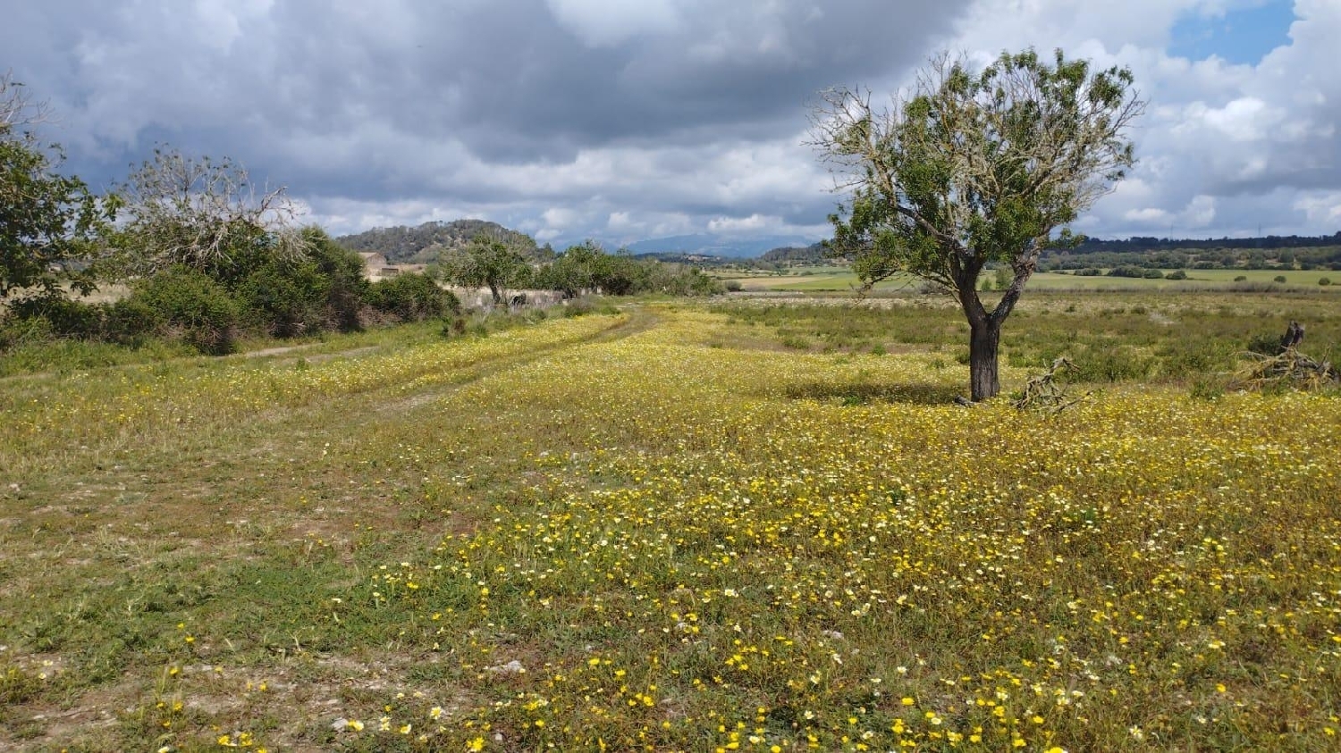  till salu hus Sineu Pla (Es) 8