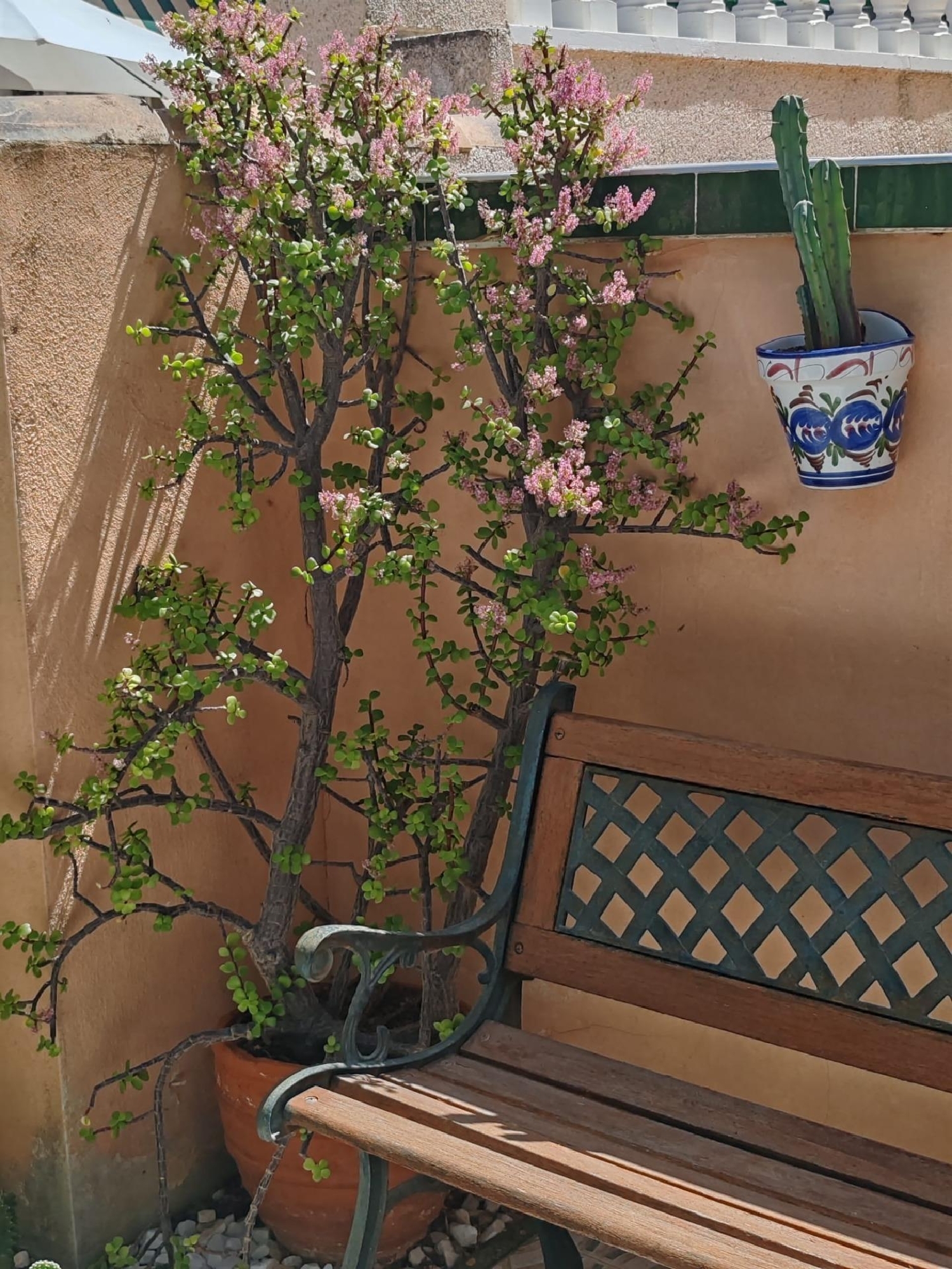  kaufen Haus Torrevieja Baix Segura 7