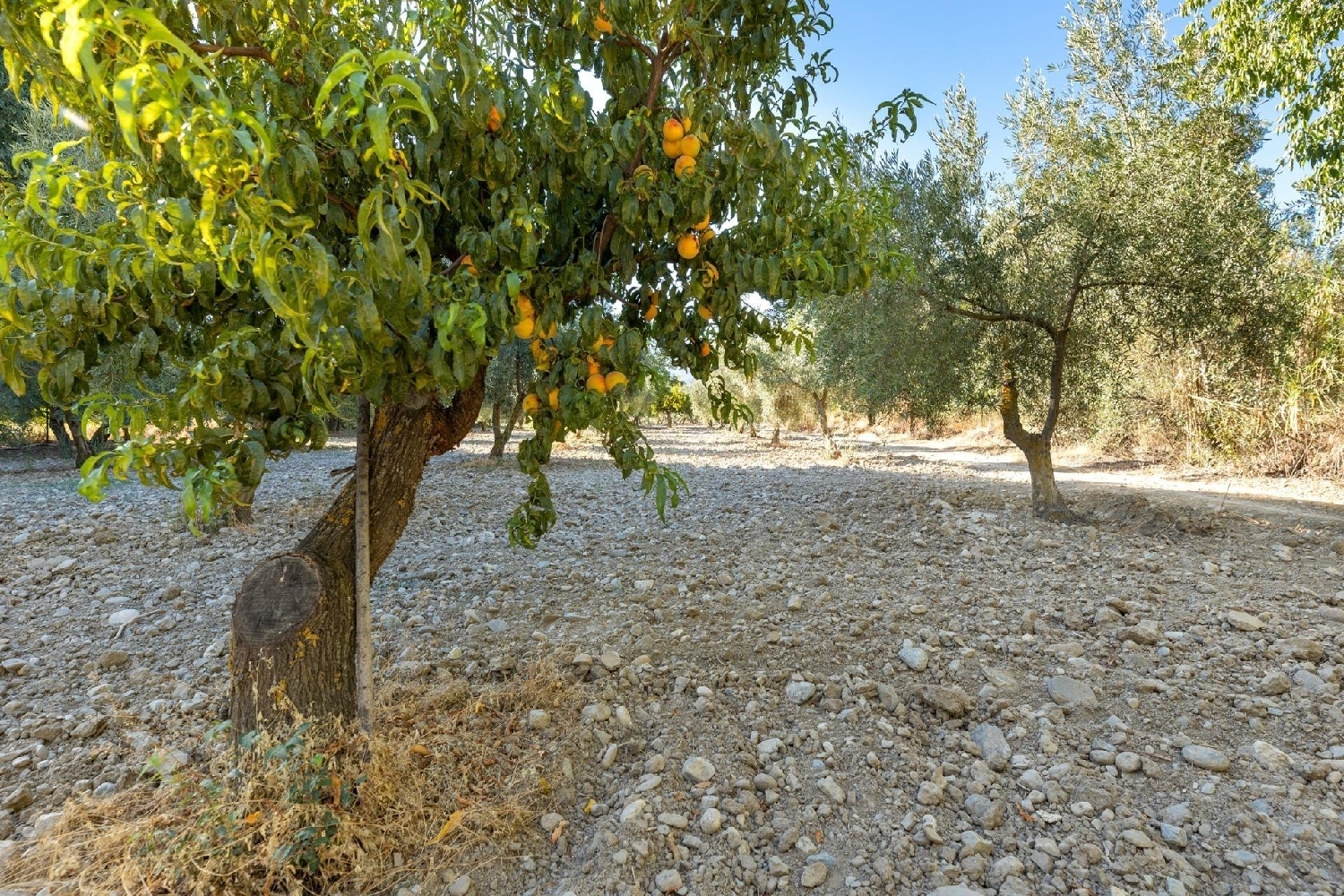 for sale plot Alquería Del Fargue Vega De Granada 3