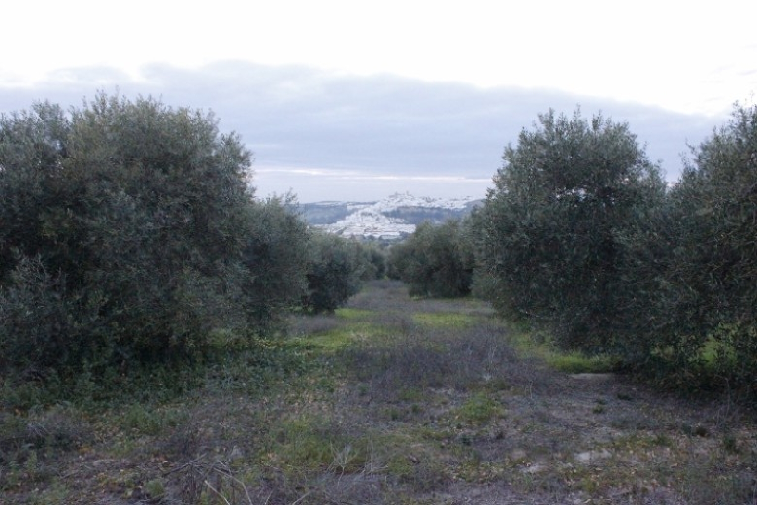  en venta terreno Arcos De La Frontera Sierra De Cádiz 4