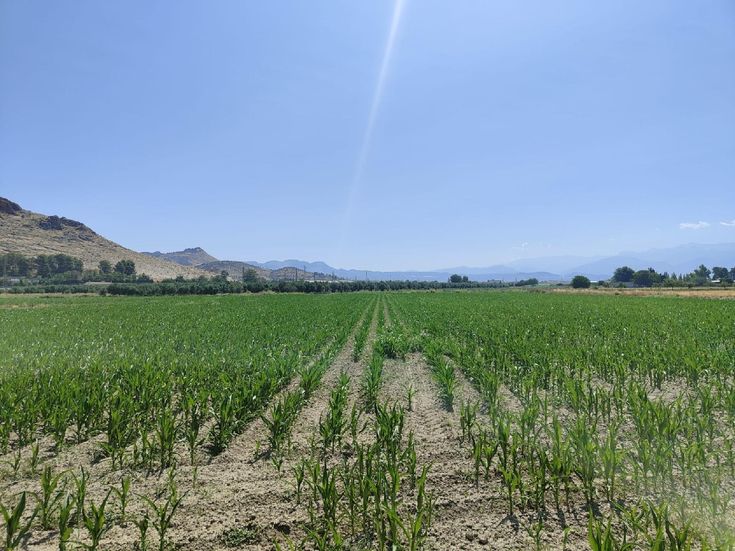 te koop perceel Atarfe Vega De Granada 3