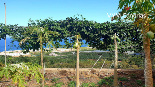 Buenavista Del Norte Zona Norte plot foto 6270192