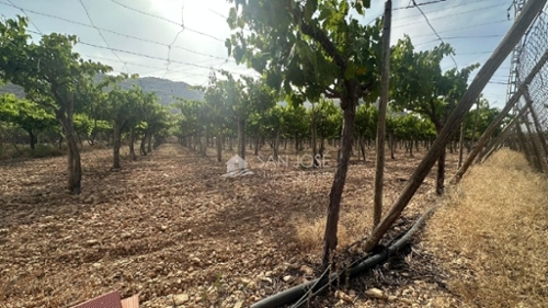 Busot Alacantí plot foto 6275847