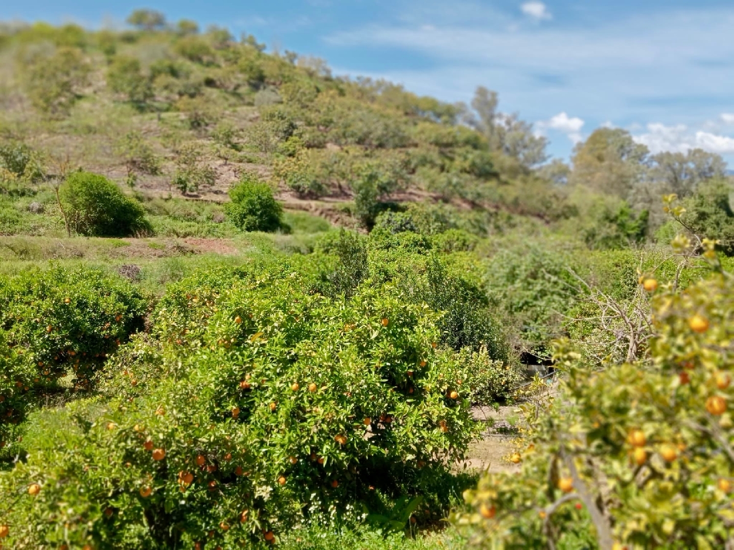 en venta terreno Coín Valle Del Guadalhorce 2