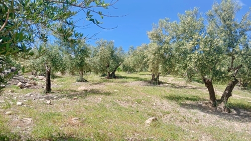 Coín Valle Del Guadalhorce plot foto 6276457