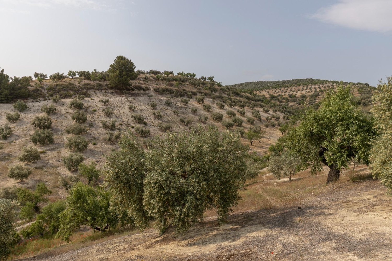  for sale plot Fornes Alhama 4