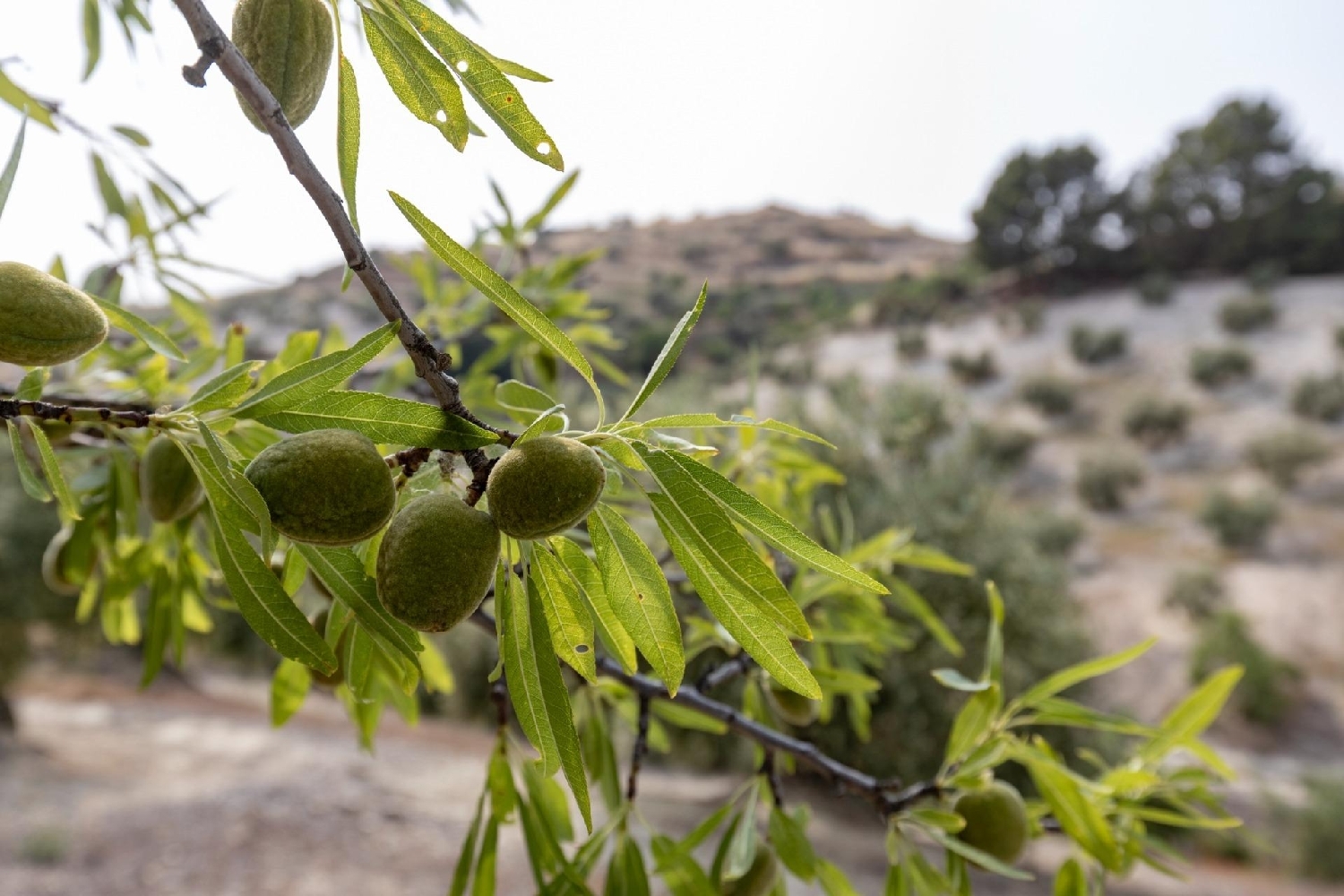 for sale plot Fornes Alhama 5