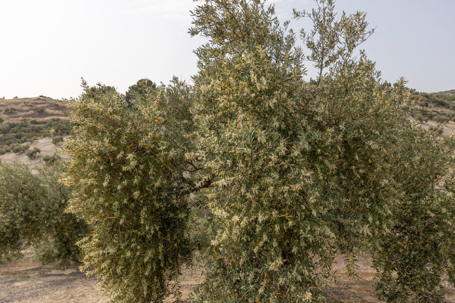  for sale plot Fornes Alhama 1