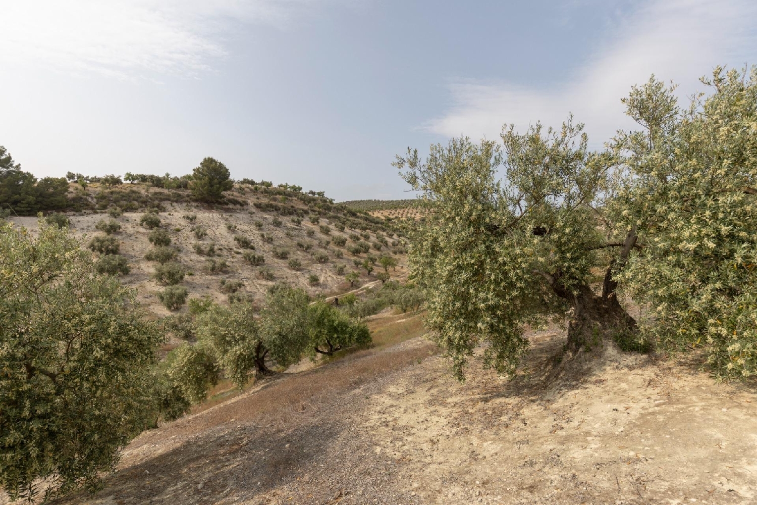  for sale plot Fornes Alhama 6