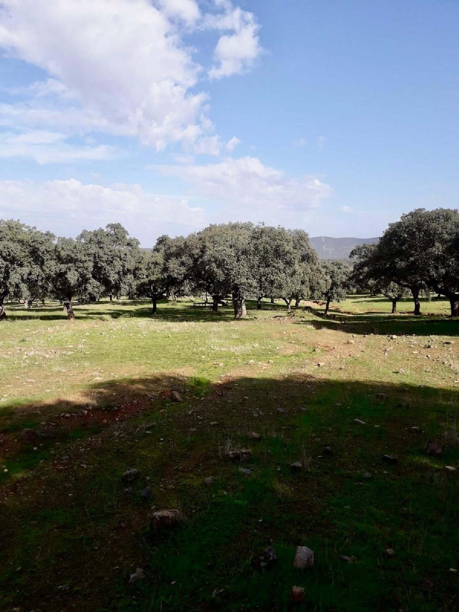  for sale plot Fuente Obejuna Valle Del Guadiato 2