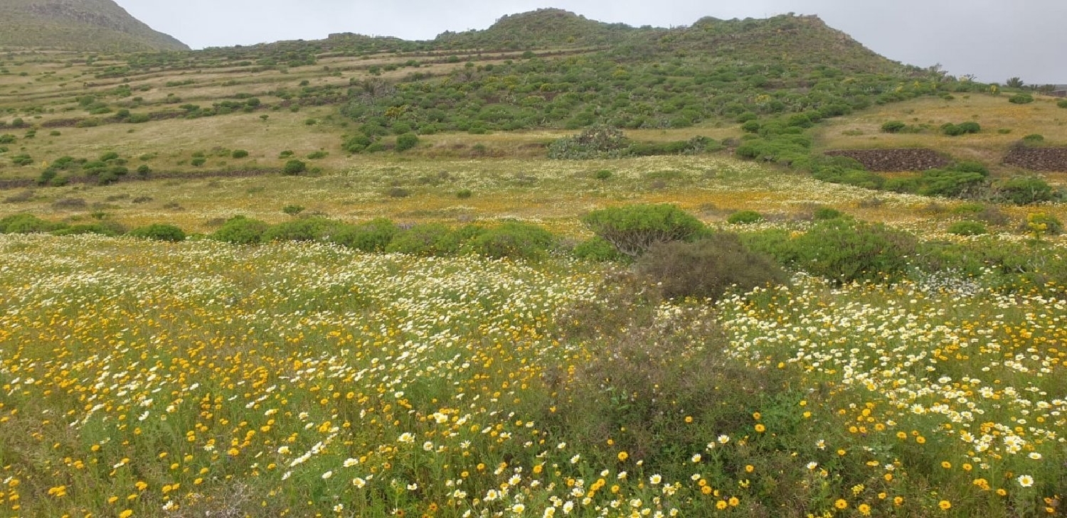 te koop perceel Haría Lanzarote 3