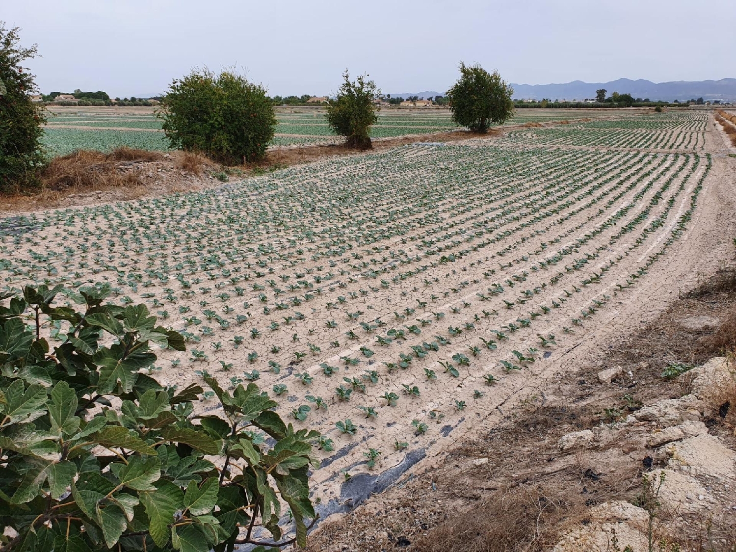  en venta terreno Lorca Alto Guadalentín 2