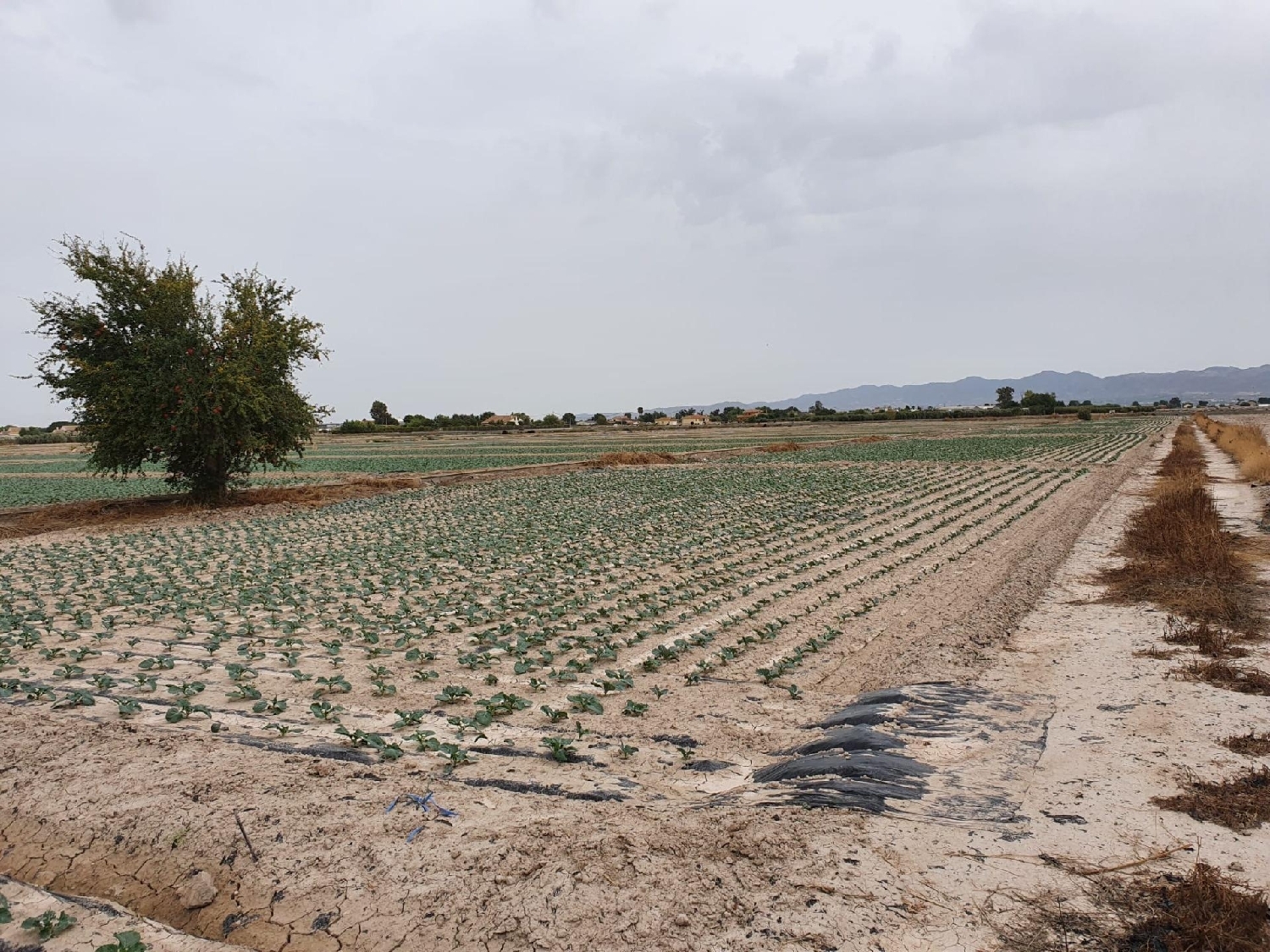  en venta terreno Lorca Alto Guadalentín 5