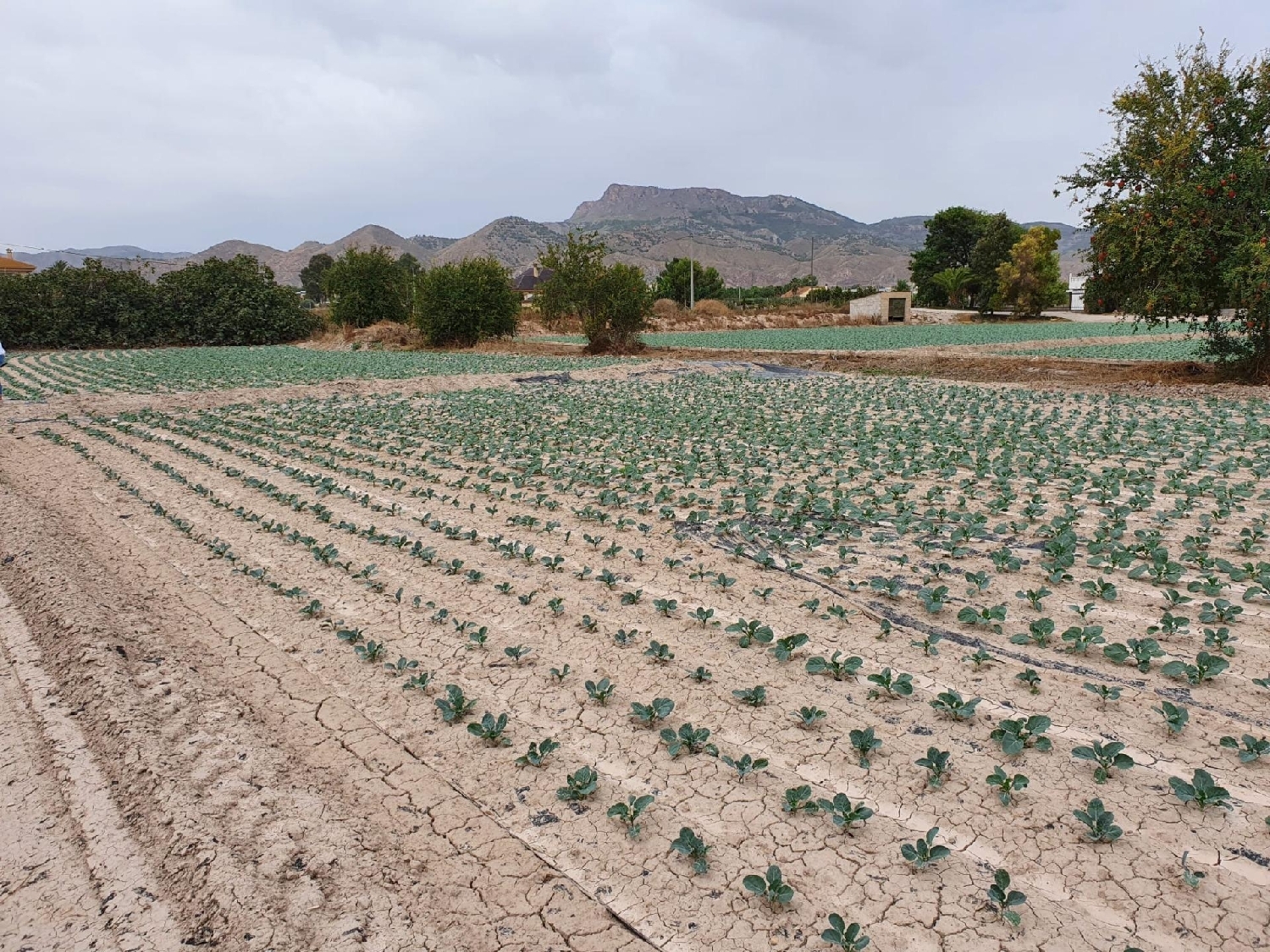  en venta terreno Lorca Alto Guadalentín 6