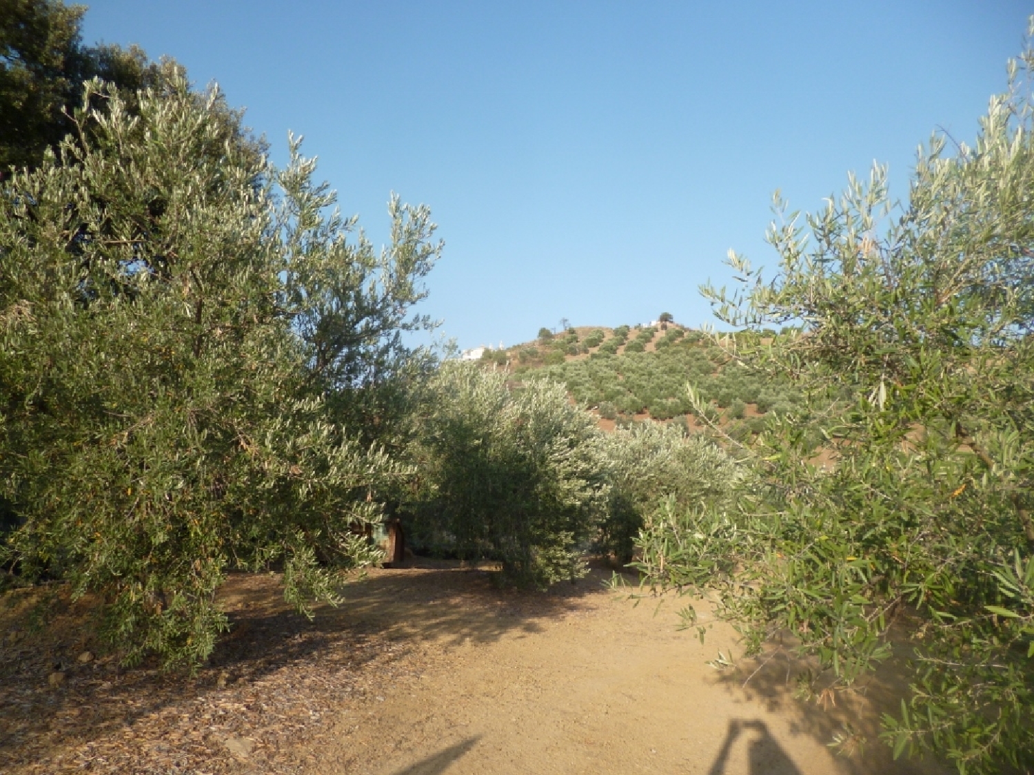  en venta terreno Olvera Sierra De Cádiz 6
