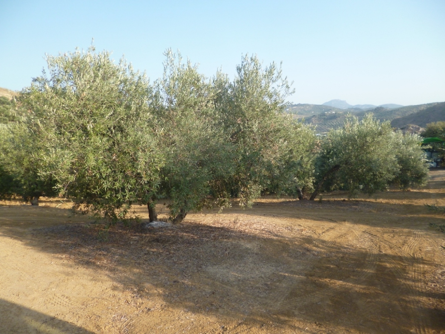  en venta terreno Olvera Sierra De Cádiz 4