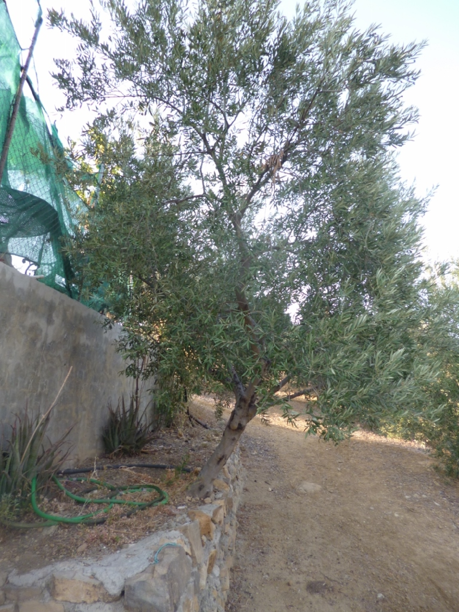  en venta terreno Olvera Sierra De Cádiz 10