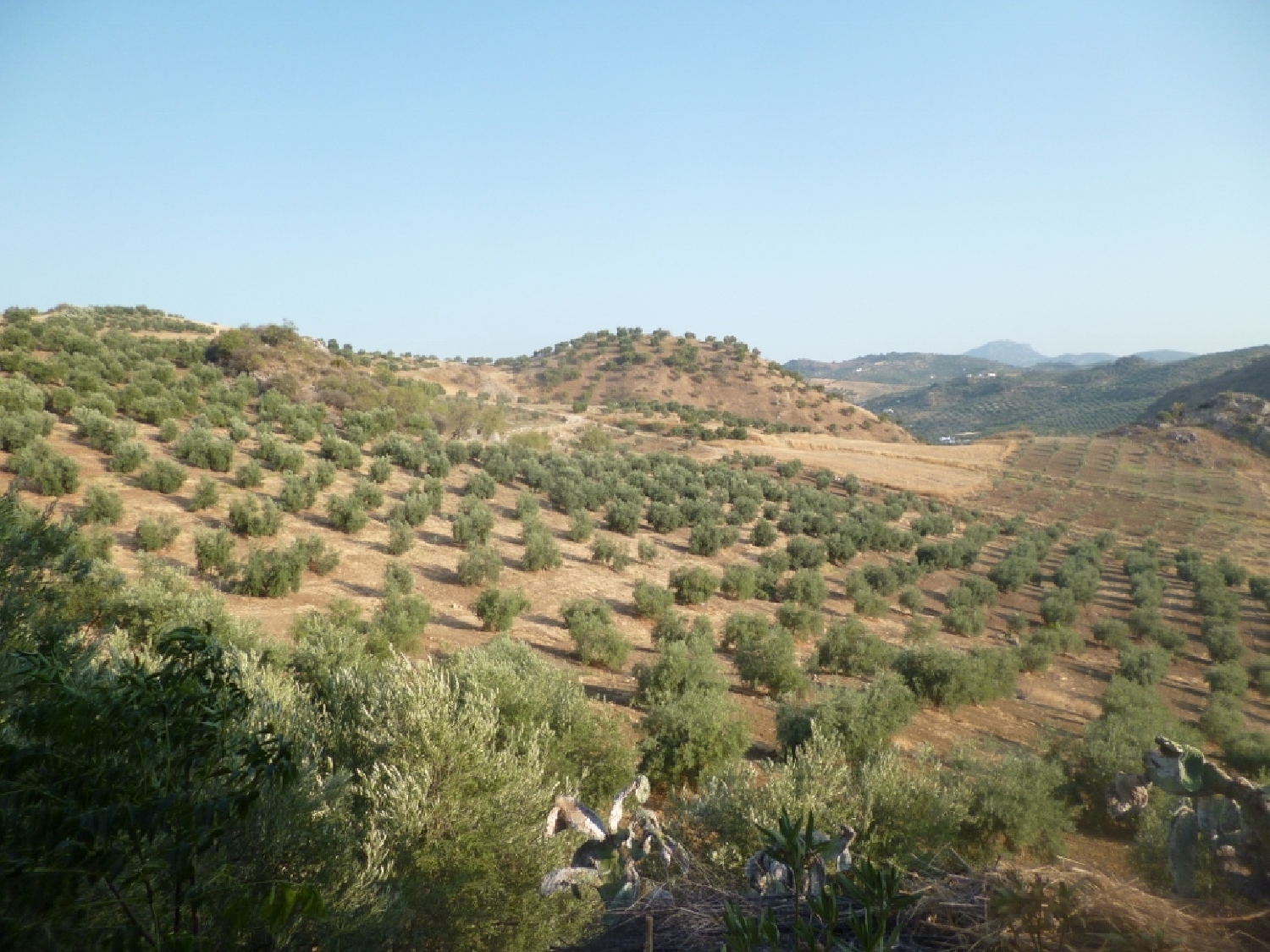  en venta terreno Olvera Sierra De Cádiz 8