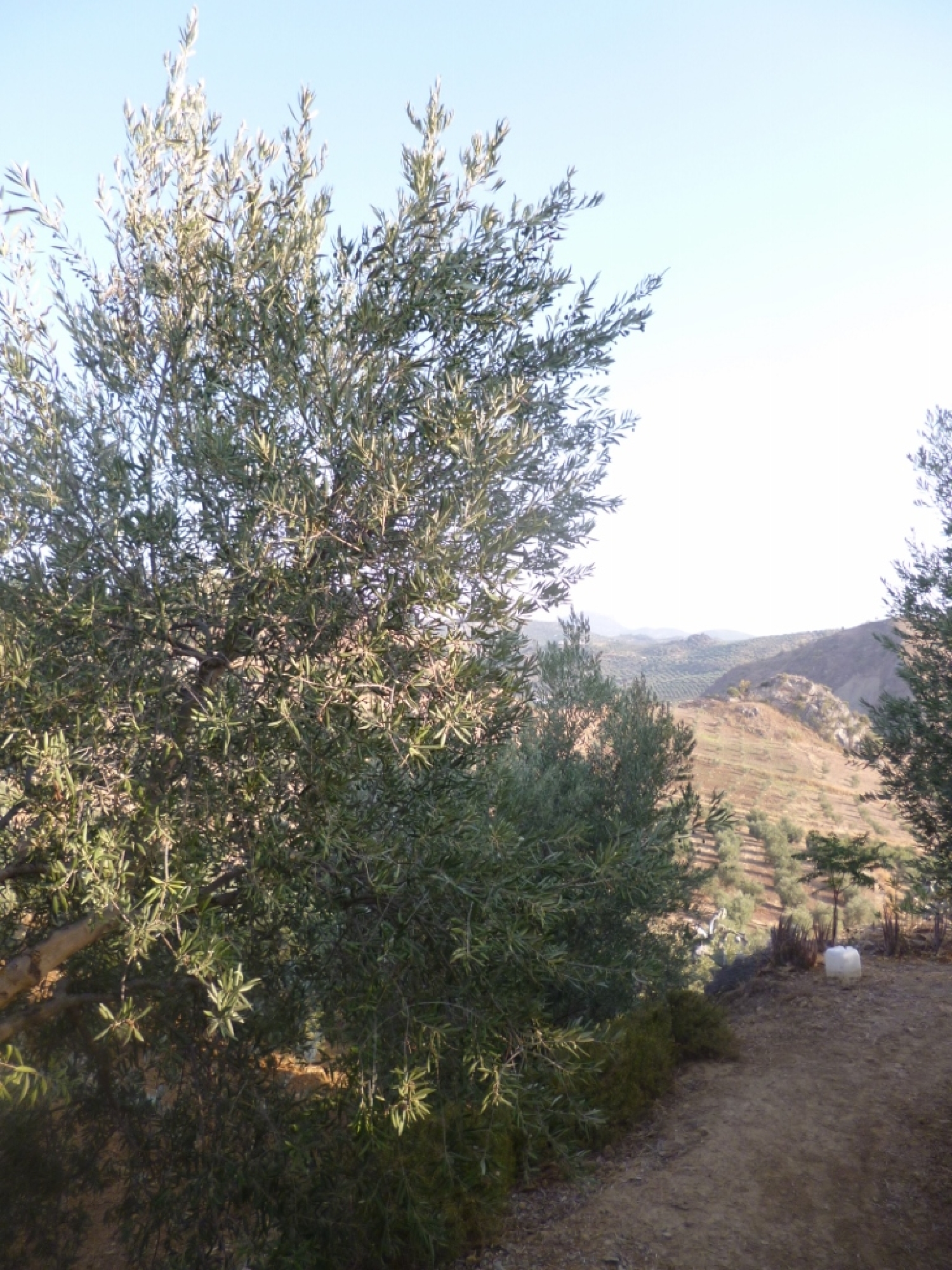  en venta terreno Olvera Sierra De Cádiz 12
