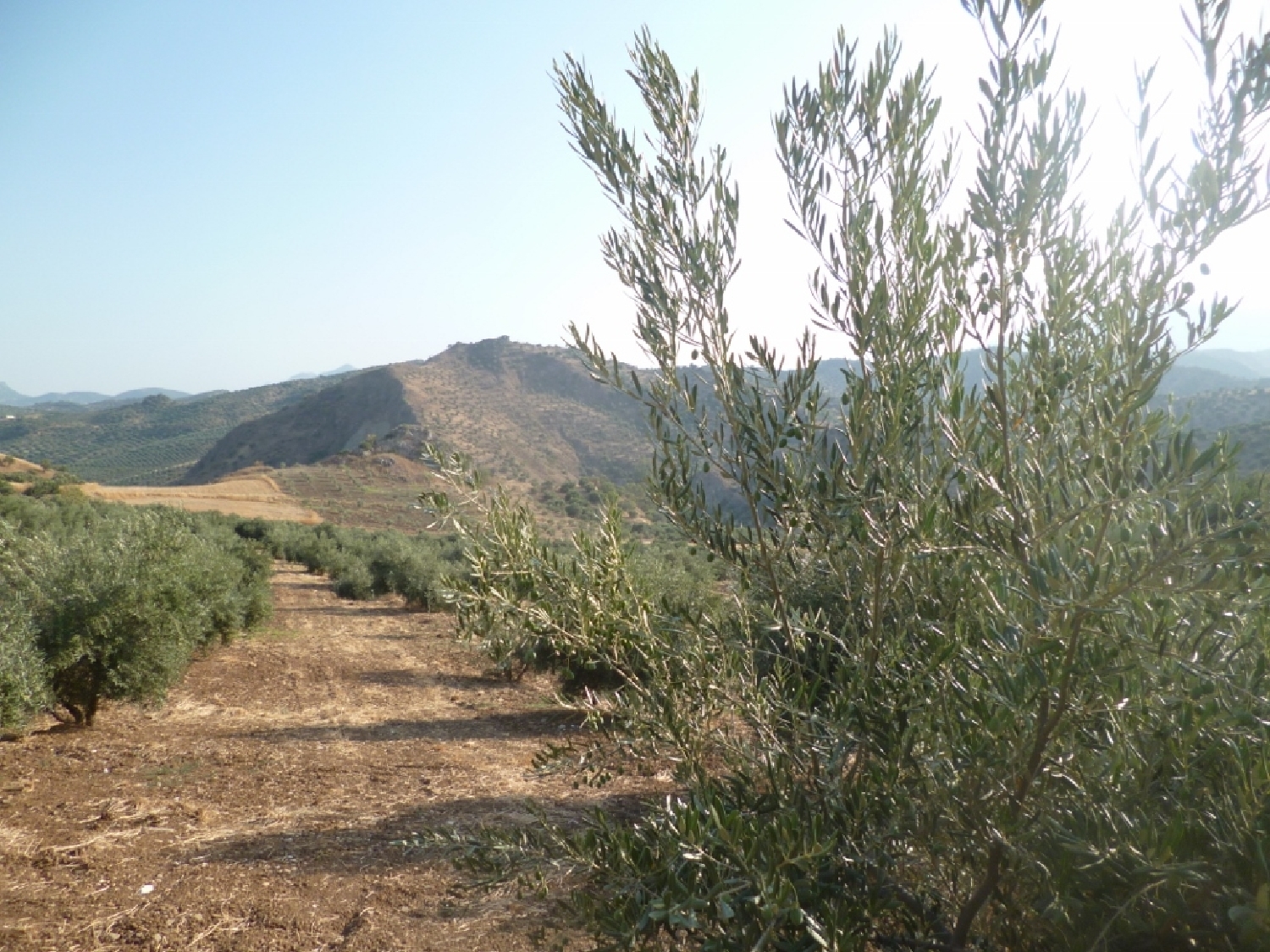  en venta terreno Olvera Sierra De Cádiz 2
