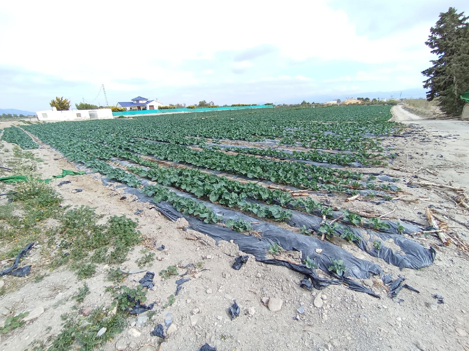  for sale plot Puerto Lumbreras Alto Guadalentín 8