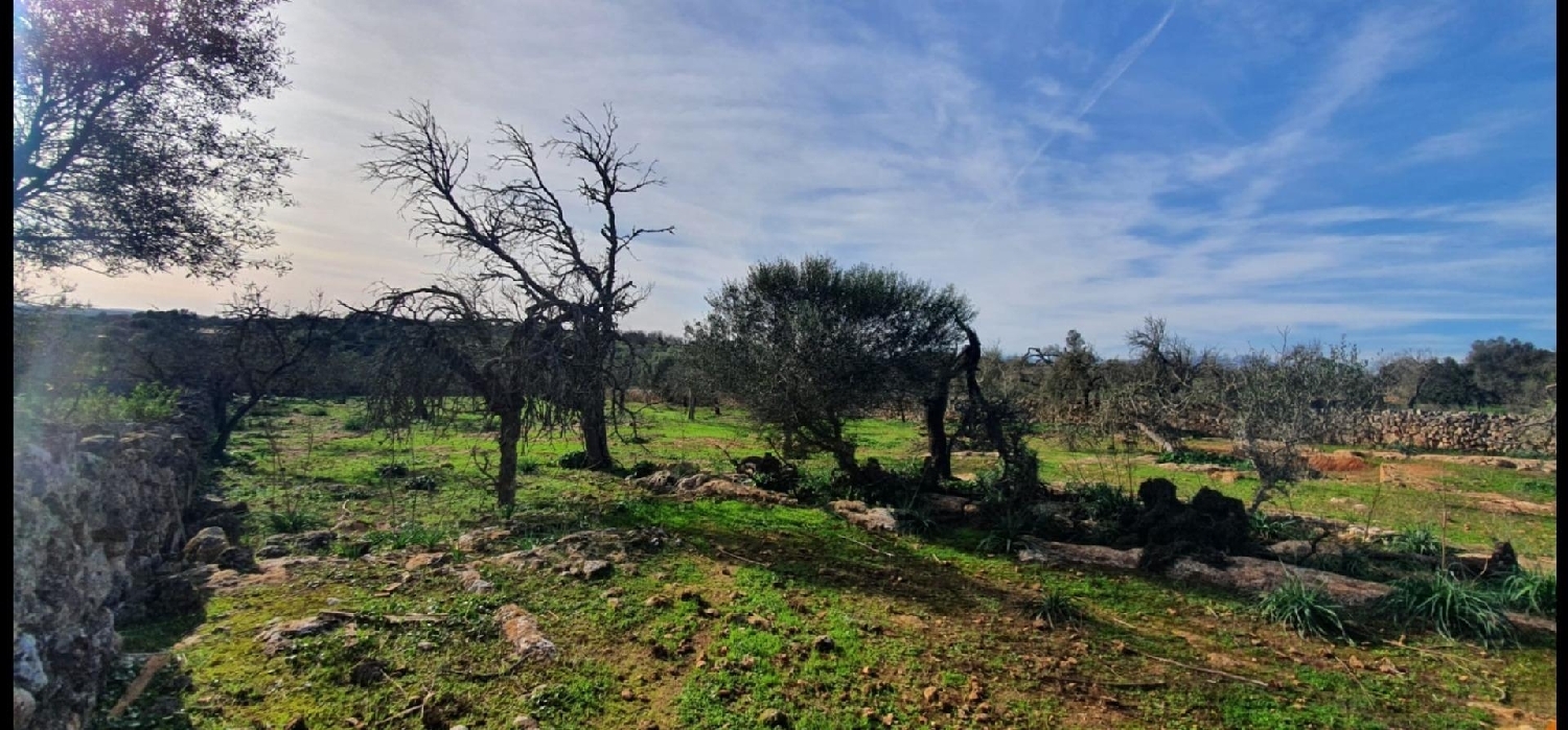  en venta terreno Santa Margalida Nord 5