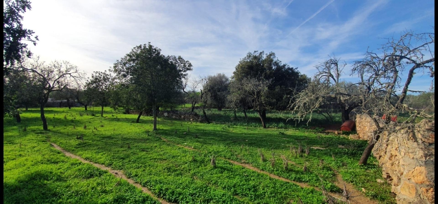  en venta terreno Santa Margalida Nord 1