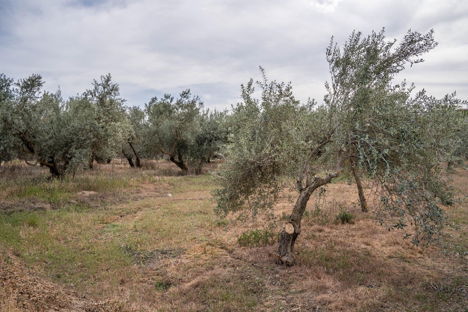 kaufen Grundstück Turón Alpujarra Granadina 3