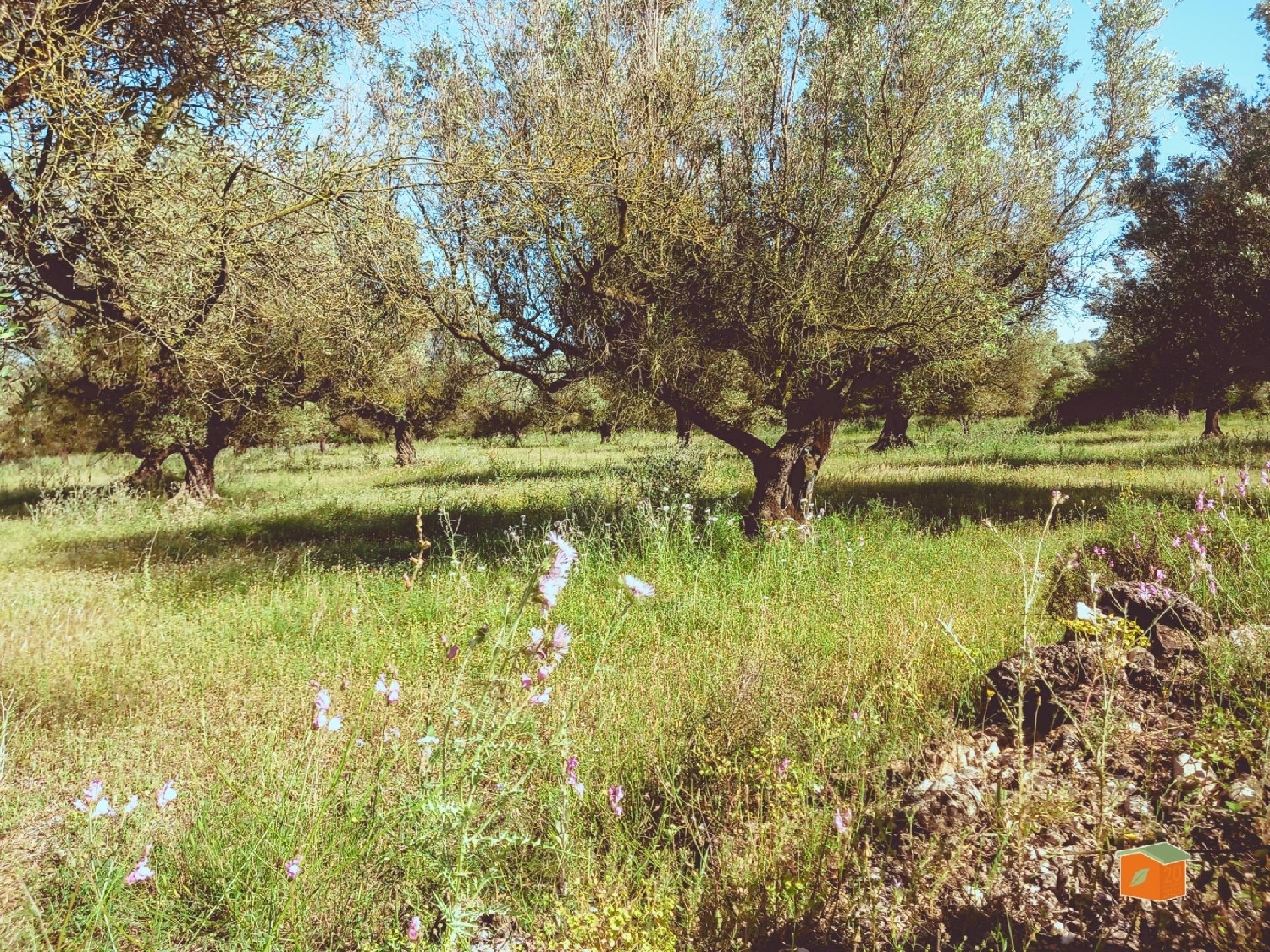  for sale plot Ulldecona Montsià 5