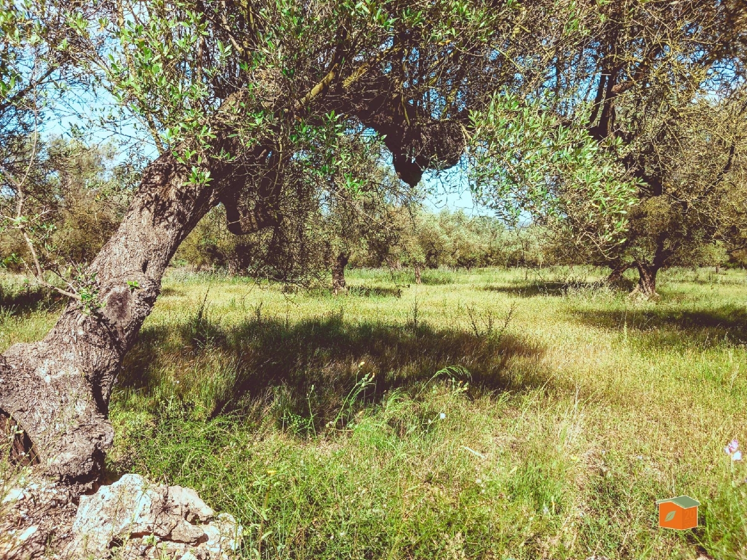  for sale plot Ulldecona Montsià 4
