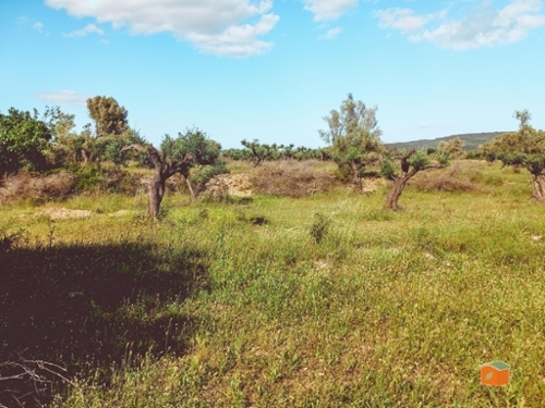 Ulldecona Montsià plot foto 6278642