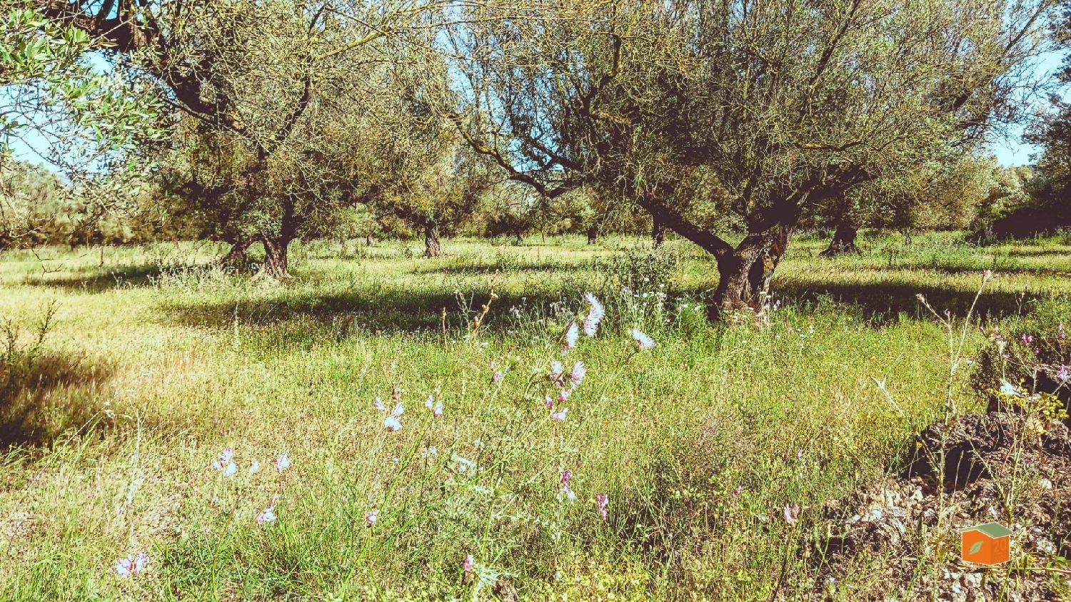  for sale plot Ulldecona Montsià 3