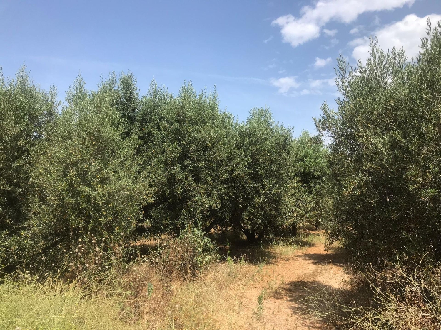 till salu tomt Urbanitzacio Eixample-Llevant Tarragonès 3