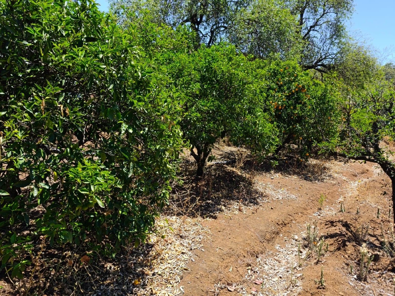  te koop perceel Vega De San Mateo Área Centro 1