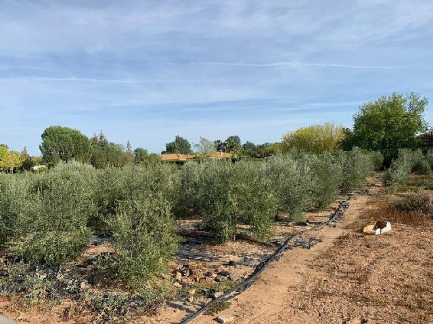 for sale plot Villafranca De Córdoba Alto Guadalquivir 3
