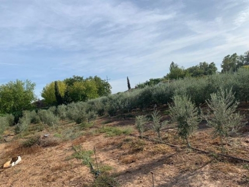 Villafranca De Córdoba Alto Guadalquivir plot foto 6273965