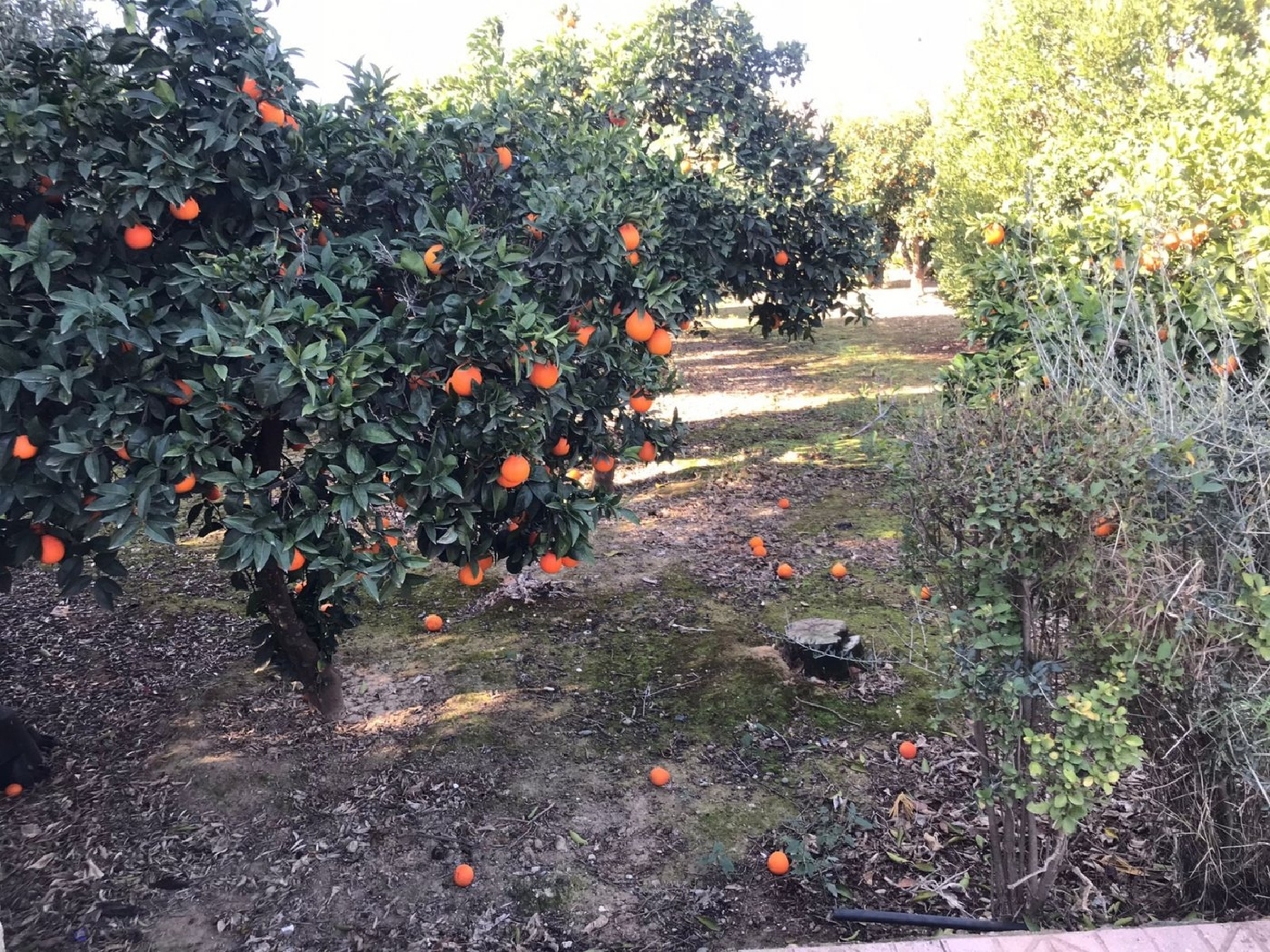  te koop perceel Villafranca De Córdoba Alto Guadalquivir 1