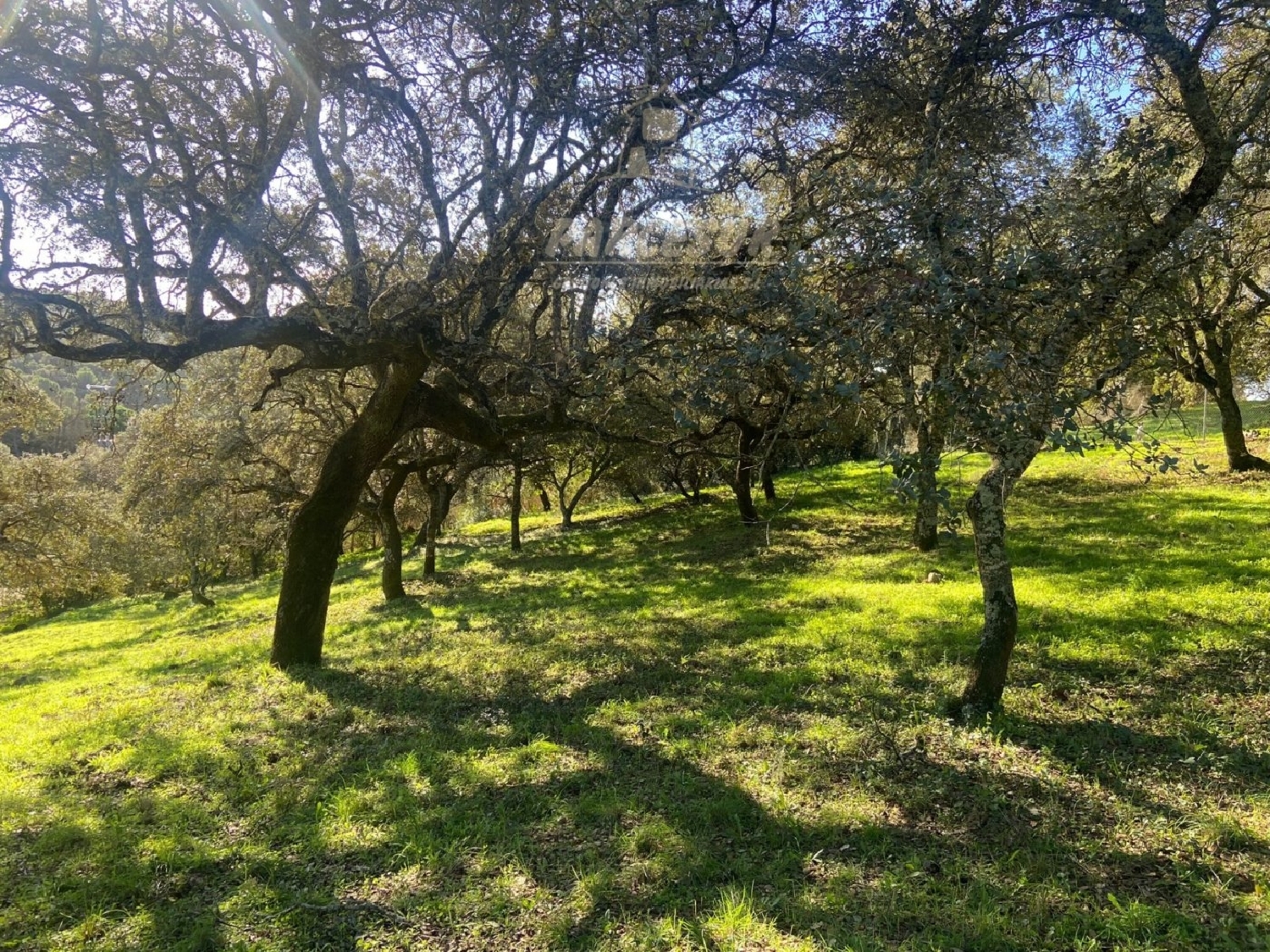 à vendre terrain Villafranca De Córdoba Alto Guadalquivir 3