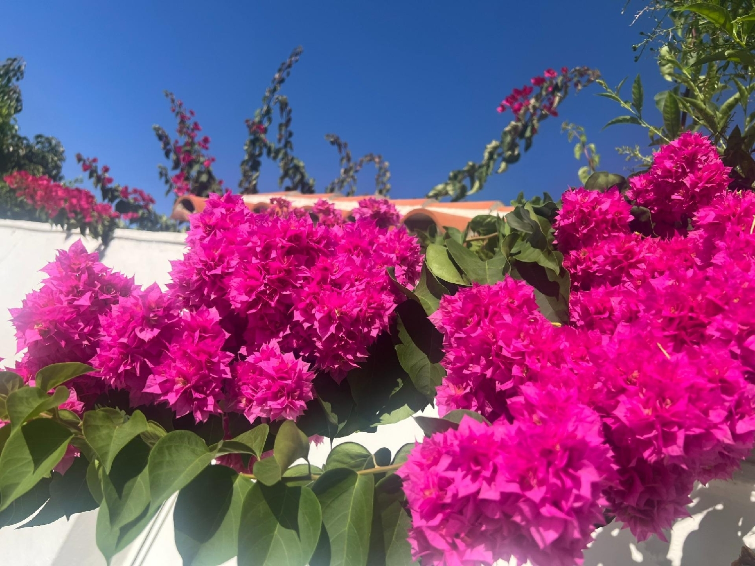  à vendre maison jumelée Algeciras Casco Antiguo Campo De Gibraltar 1