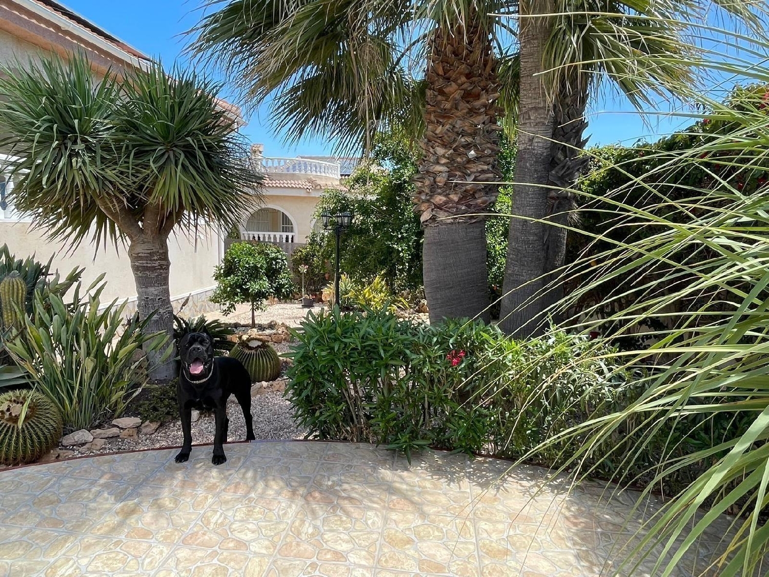  kaufen Villa Rojales Baix Segura 6