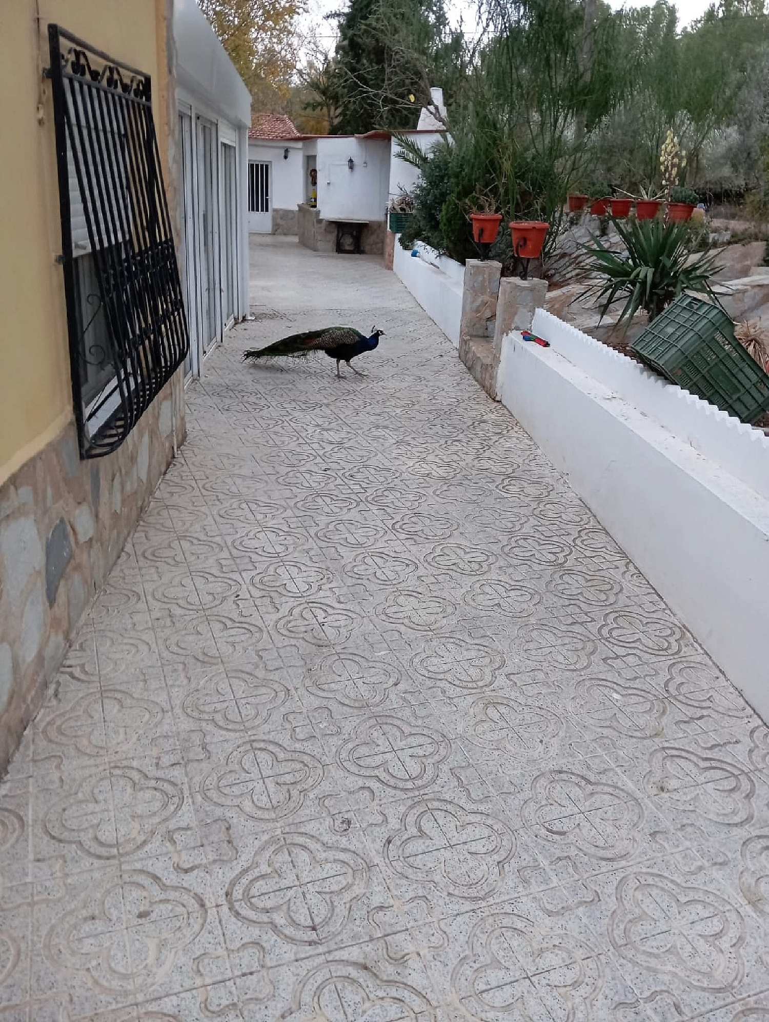  for sale villa Sax Alt Vinalopó 14