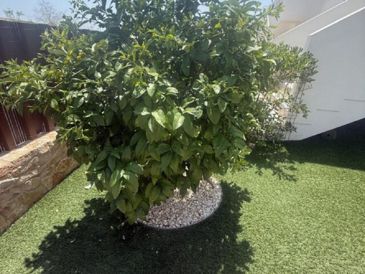  te koop appartement Los Montesinos Baix Segura 3