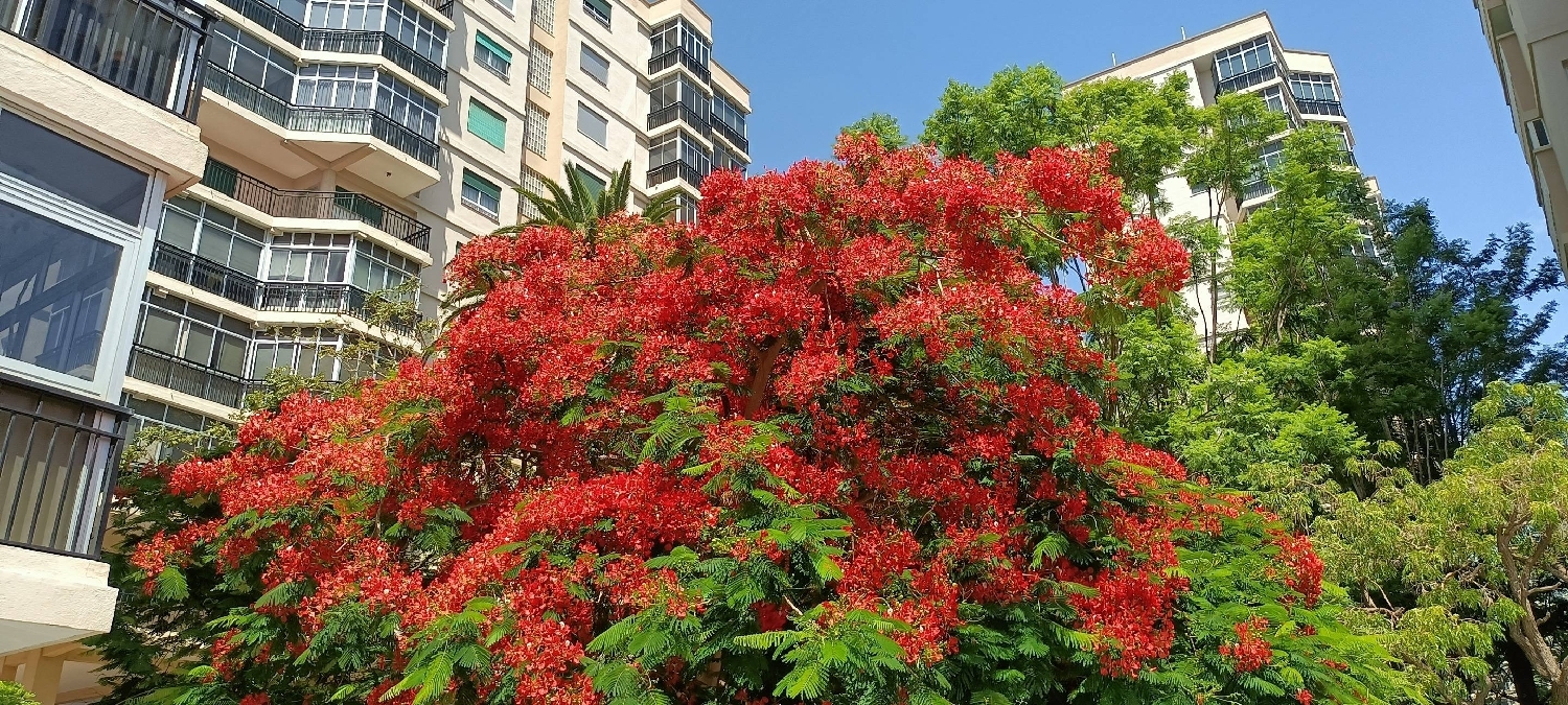  à vendre appartement Santa Cruz De Tenerife 38000 Zona Metropolitana 1