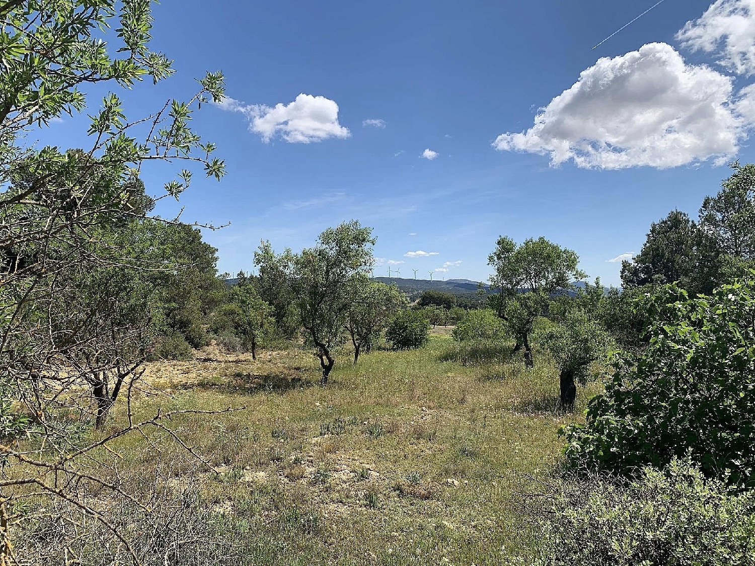  en venta finca rústica Almansa Monte Ibérico Almansa 5