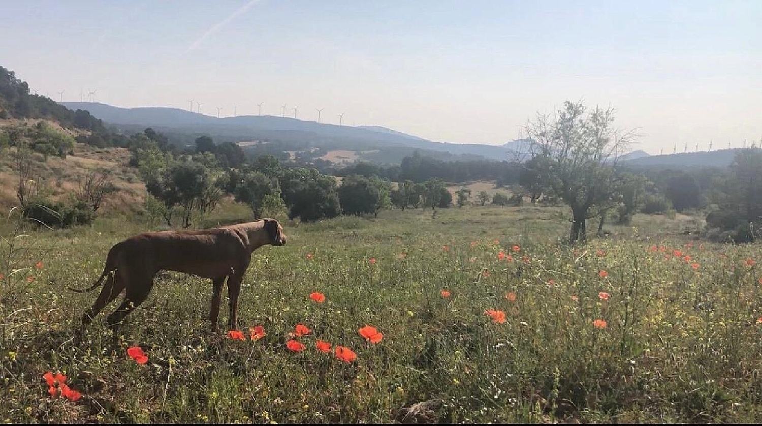  en venta finca rústica Almansa Monte Ibérico Almansa 3