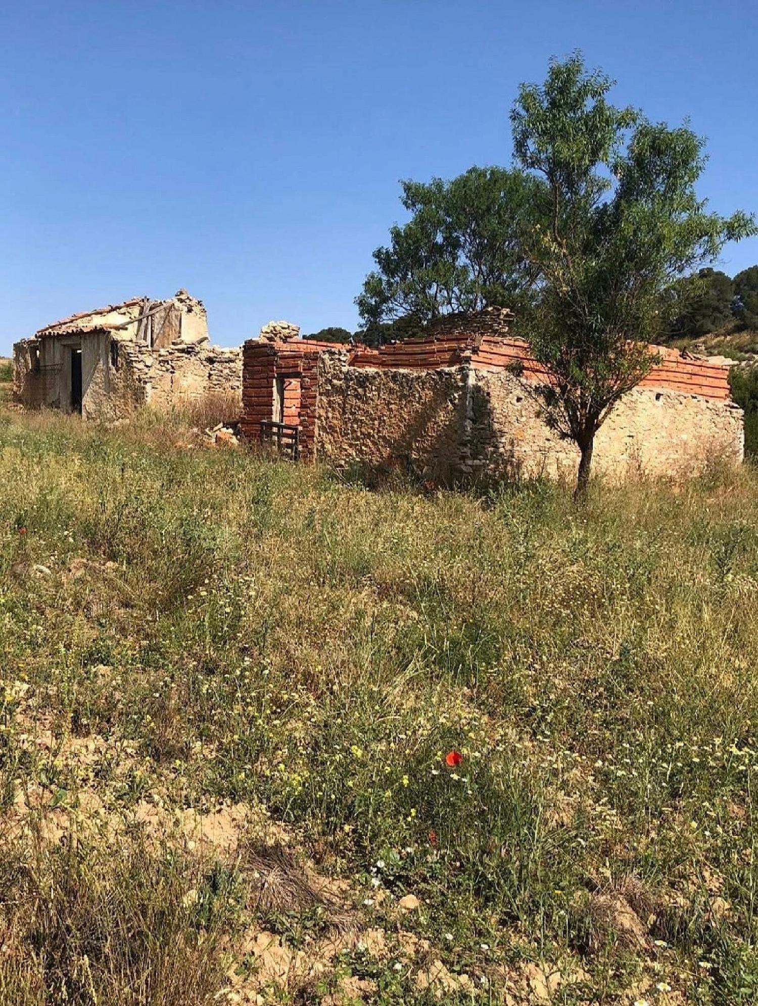  en venta finca rústica Almansa Monte Ibérico Almansa 37