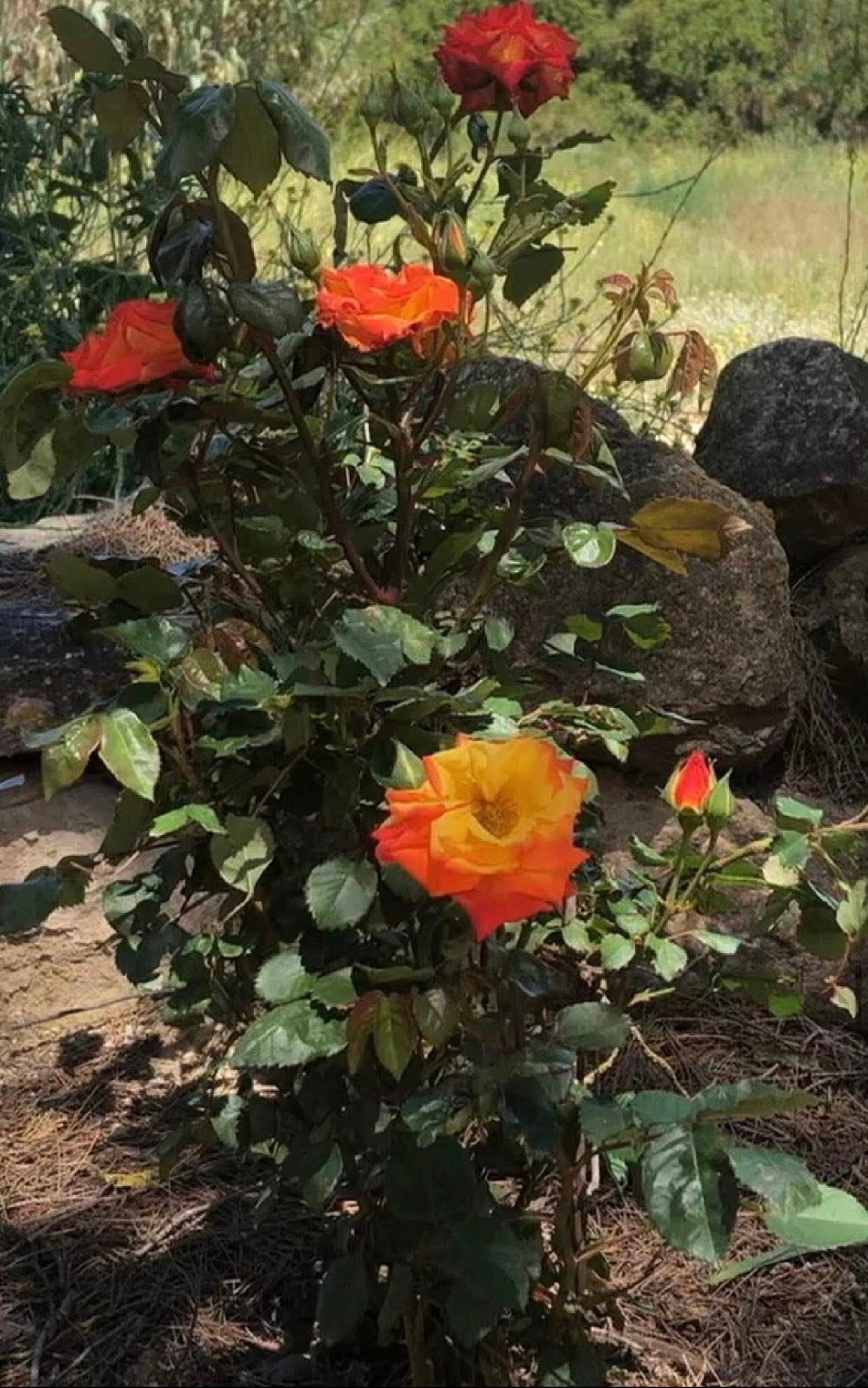  en venta finca rústica Almansa Monte Ibérico Almansa 32