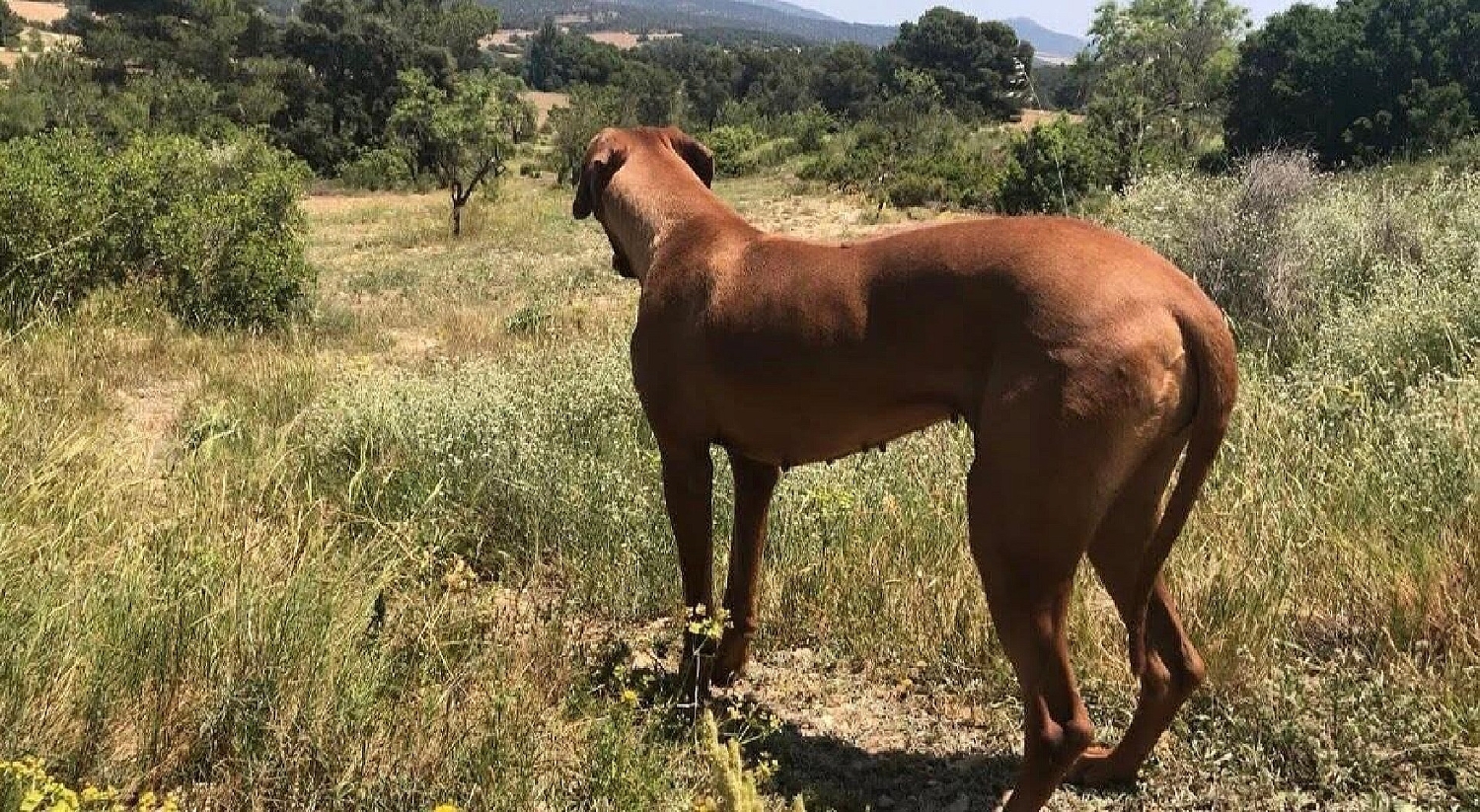  en venta finca rústica Almansa Monte Ibérico Almansa 26