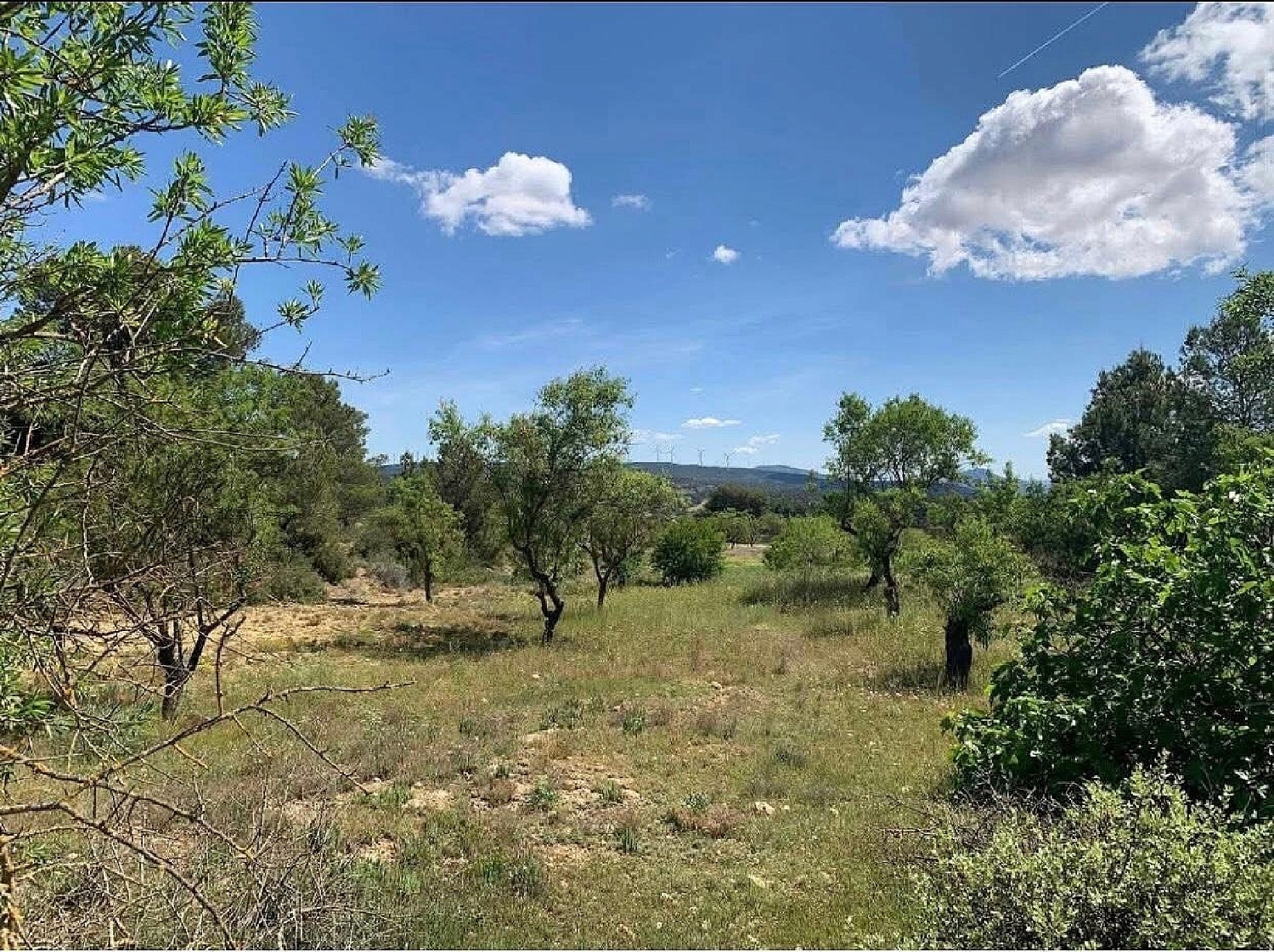  en venta finca rústica Almansa Monte Ibérico Almansa 40